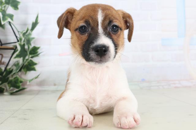 福岡県のジャックラッセルテリア (Coo&RIKU小倉店/2025年11月28日生まれ/女の子/ホワイトタン)の子犬の1枚目の画像