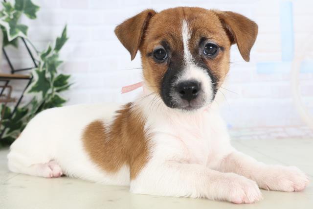 福岡県のジャックラッセルテリア (Coo&RIKU小倉店/2025年11月28日生まれ/女の子/ホワイトタン)の子犬の2枚目の画像