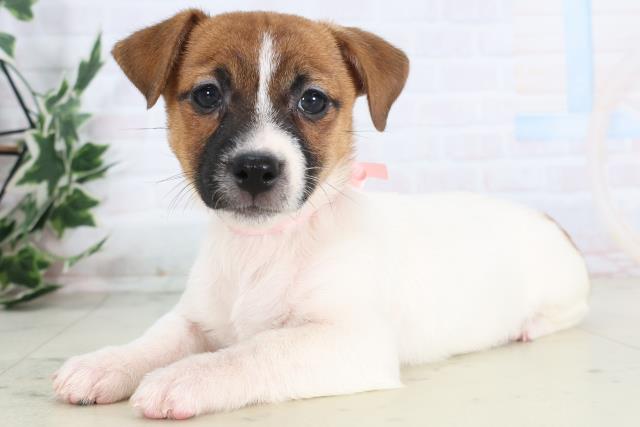 福岡県のジャックラッセルテリア (Coo&RIKU小倉店/2025年11月28日生まれ/女の子/ホワイトタン)の子犬の3枚目の画像