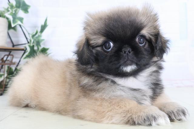 山口県のペキニーズ (Coo&RIKUシーモール下関店/2025年11月28日生まれ/女の子/フォーンホワイト)の子犬の2枚目の画像