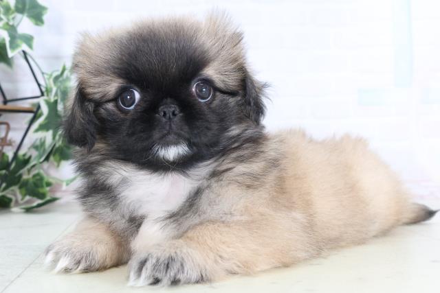 山口県のペキニーズ (Coo&RIKUシーモール下関店/2025年11月28日生まれ/女の子/フォーンホワイト)の子犬の3枚目の画像