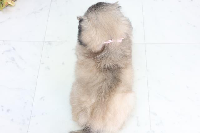 山口県のペキニーズ (Coo&RIKUシーモール下関店/2025年11月28日生まれ/女の子/フォーンホワイト)の子犬の4枚目の画像