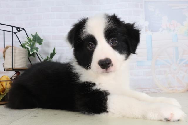 広島県のボーダーコリー (Coo&RIKU東広島店/2025年11月28日生まれ/女の子/ブラックホワイト)の子犬の2枚目の画像