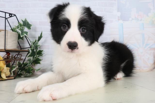 広島県のボーダーコリー (Coo&RIKU東広島店/2025年11月28日生まれ/女の子/ブラックホワイト)の子犬の3枚目の画像