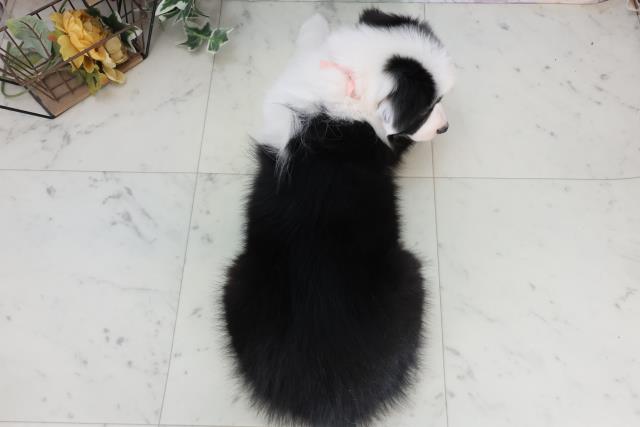 広島県のボーダーコリー (Coo&RIKU東広島店/2025年11月28日生まれ/女の子/ブラックホワイト)の子犬の4枚目の画像