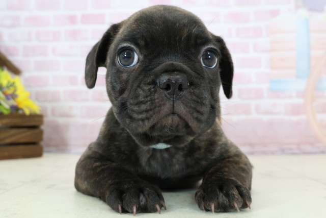 広島県のフレンチブルドッグ (Coo&RIKUゆめタウン大竹店/2025年12月4日生まれ/男の子/ブリンドル)の子犬の1枚目の画像