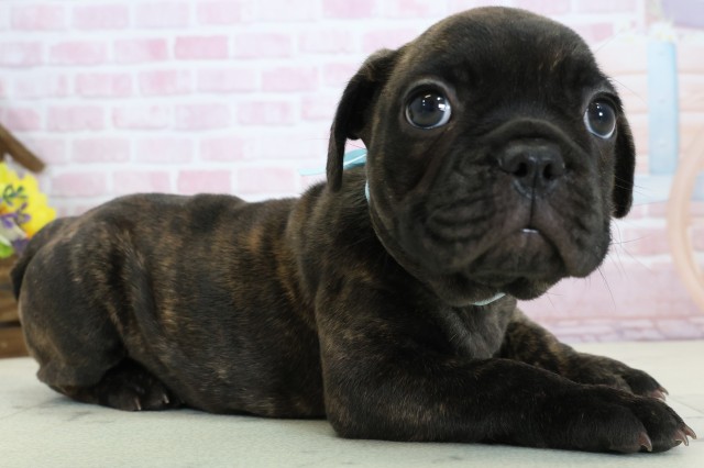 広島県のフレンチブルドッグ (Coo&RIKUゆめタウン大竹店/2025年12月4日生まれ/男の子/ブリンドル)の子犬の2枚目の画像