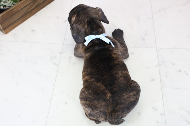 広島県のフレンチブルドッグ (Coo&RIKUゆめタウン大竹店/2025年12月4日生まれ/男の子/ブリンドル)の子犬の4枚目の画像