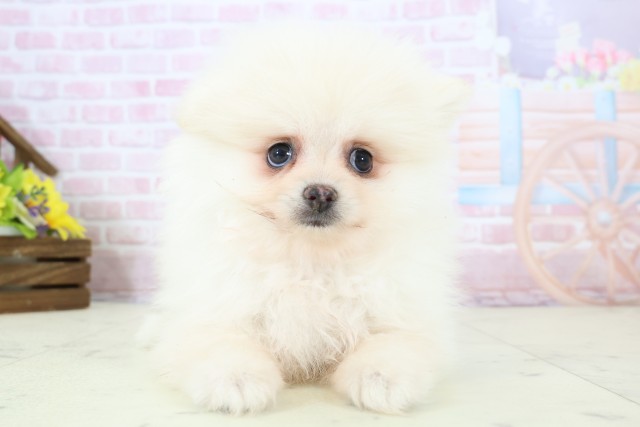 広島県のポメラニアン (Coo&RIKU東広島店/2025年12月4日生まれ/女の子/クリーム)の子犬の1枚目の画像