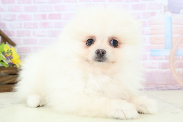 広島県のポメラニアン (Coo&RIKU東広島店/2025年12月4日生まれ/女の子/クリーム)の子犬の2枚目の画像