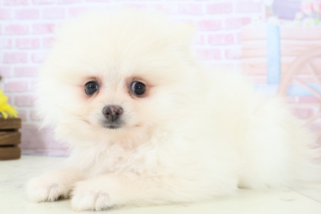 広島県のポメラニアン (Coo&RIKU東広島店/2025年12月4日生まれ/女の子/クリーム)の子犬の3枚目の画像