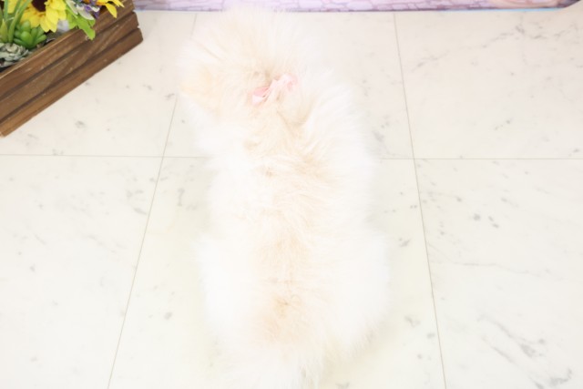 広島県のポメラニアン (Coo&RIKU東広島店/2025年12月4日生まれ/女の子/クリーム)の子犬の4枚目の画像