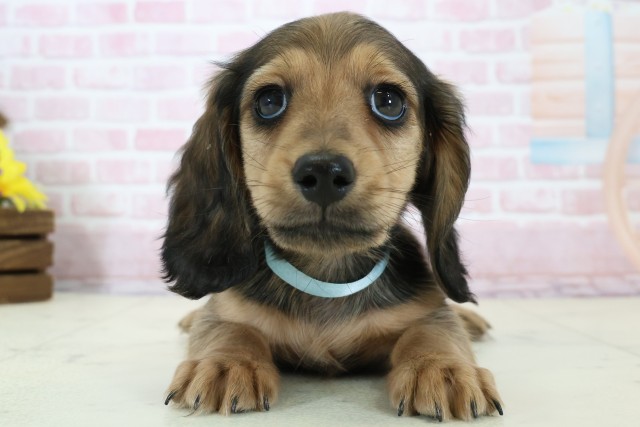 福岡県のミニチュアダックスフンド(ロング) (Coo&RIKU大牟田店/2025年12月5日生まれ/男の子/シェーデットレッド)の子犬の1枚目の画像