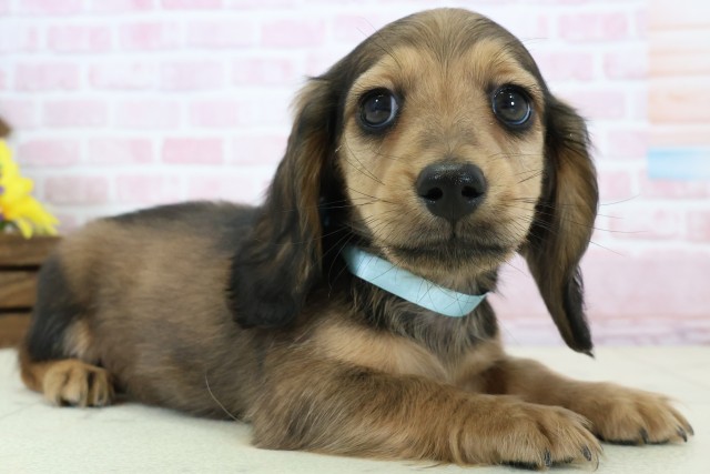 福岡県のミニチュアダックスフンド(ロング) (Coo&RIKU大牟田店/2025年12月5日生まれ/男の子/シェーデットレッド)の子犬の2枚目の画像