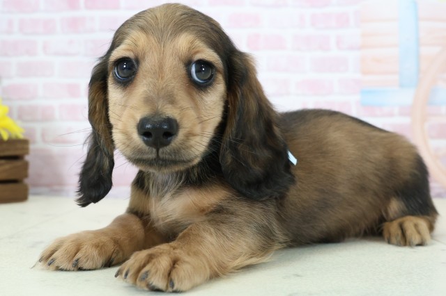 福岡県のミニチュアダックスフンド(ロング) (Coo&RIKU大牟田店/2025年12月5日生まれ/男の子/シェーデットレッド)の子犬の3枚目の画像