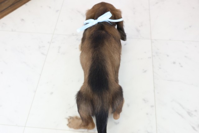 福岡県のミニチュアダックスフンド(ロング) (Coo&RIKU大牟田店/2025年12月5日生まれ/男の子/シェーデットレッド)の子犬の4枚目の画像