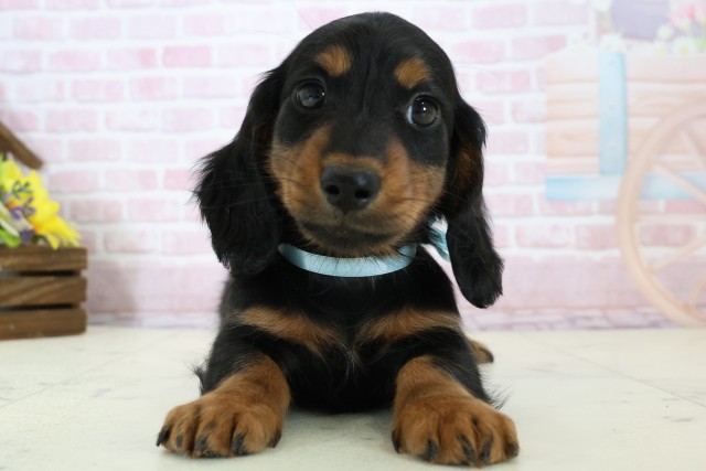 長崎県のミニチュアダックスフンド(ロング) (Coo&RIKU大村店/2025年12月5日生まれ/男の子/ブラックタン)の子犬の1枚目の画像