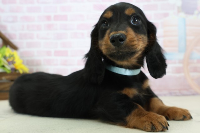 長崎県のミニチュアダックスフンド(ロング) (Coo&RIKU大村店/2025年12月5日生まれ/男の子/ブラックタン)の子犬の2枚目の画像