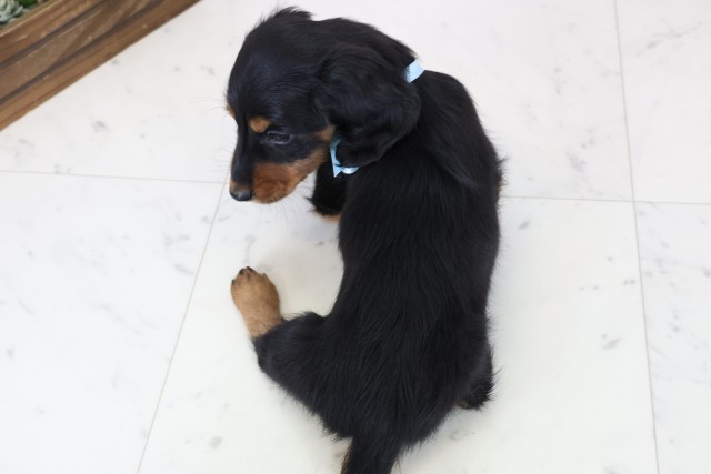 長崎県のミニチュアダックスフンド(ロング) (Coo&RIKU大村店/2025年12月5日生まれ/男の子/ブラックタン)の子犬の4枚目の画像