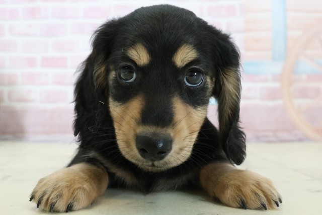 福岡県のミニチュアダックスフンド(ロング) (Coo&RIKU行橋店/2025年12月5日生まれ/男の子/ブラックタン)の子犬の1枚目の画像