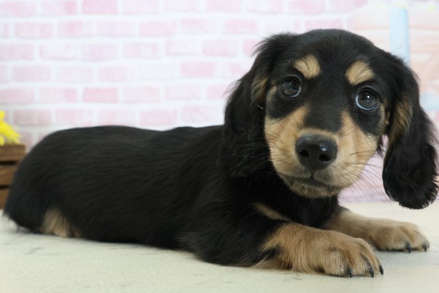 福岡県のミニチュアダックスフンド(ロング) (Coo&RIKU行橋店/2025年12月5日生まれ/男の子/ブラックタン)の子犬の2枚目の画像