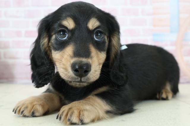 福岡県のミニチュアダックスフンド(ロング) (Coo&RIKU行橋店/2025年12月5日生まれ/男の子/ブラックタン)の子犬の3枚目の画像