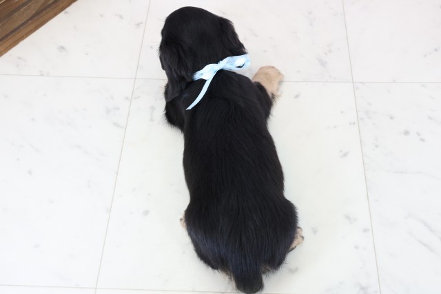 福岡県のミニチュアダックスフンド(ロング) (Coo&RIKU行橋店/2025年12月5日生まれ/男の子/ブラックタン)の子犬の4枚目の画像