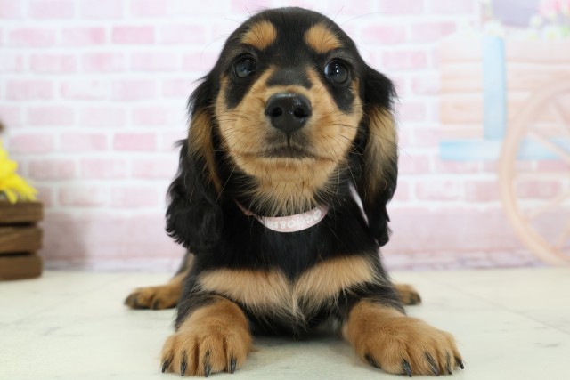 福岡県のミニチュアダックスフンド(ロング) (Coo&RIKU小倉店/2025年12月5日生まれ/女の子/ブラックタン)の子犬の1枚目の画像