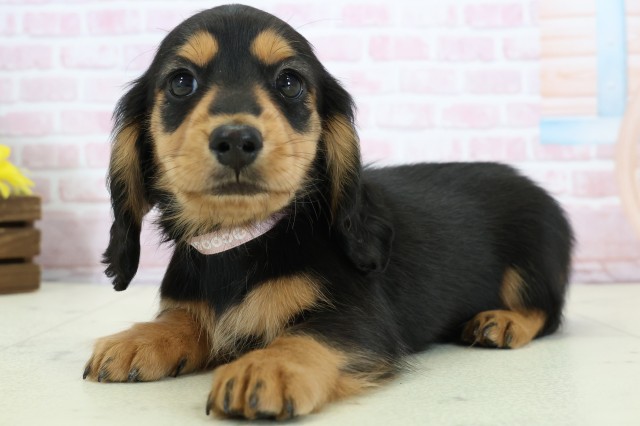 福岡県のミニチュアダックスフンド(ロング) (Coo&RIKU小倉店/2025年12月5日生まれ/女の子/ブラックタン)の子犬の3枚目の画像