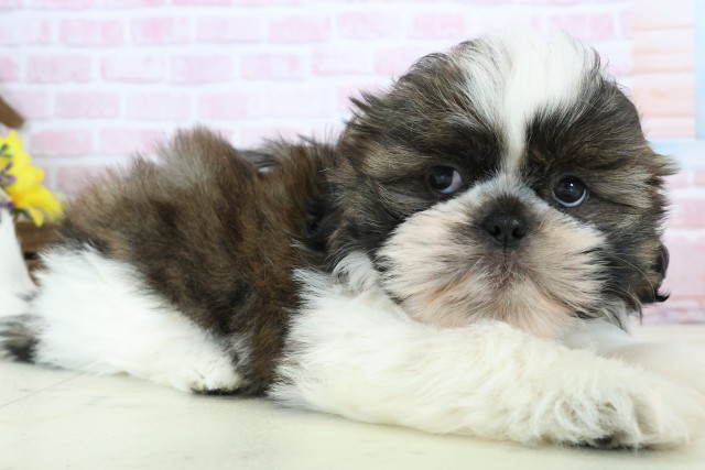 広島県のシーズー (Coo&RIKU福山店/2025年12月5日生まれ/男の子/ゴールドホワイト)の子犬の2枚目の画像