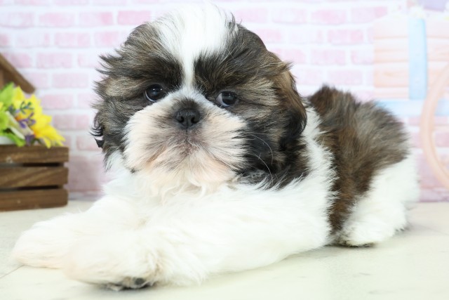 広島県のシーズー (Coo&RIKU福山店/2025年12月5日生まれ/男の子/ゴールドホワイト)の子犬の3枚目の画像