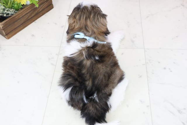 広島県のシーズー (Coo&RIKU福山店/2025年12月5日生まれ/男の子/ゴールドホワイト)の子犬の4枚目の画像