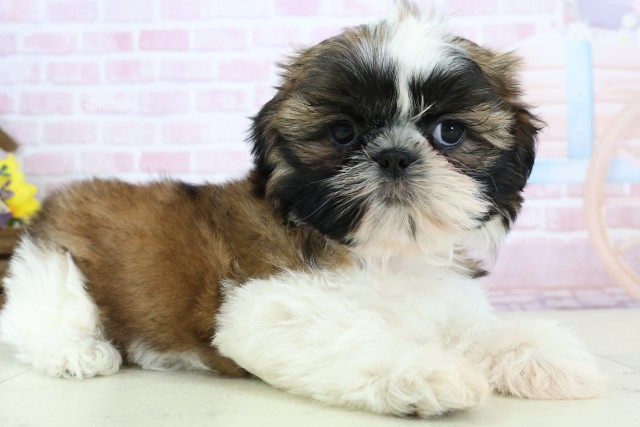 広島県のシーズー (Coo&RIKU東広島店/2025年12月5日生まれ/女の子/ゴールドホワイト)の子犬の2枚目の画像