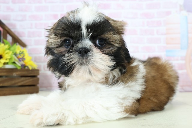 広島県のシーズー (Coo&RIKU東広島店/2025年12月5日生まれ/女の子/ゴールドホワイト)の子犬の3枚目の画像