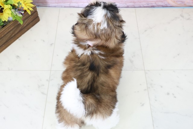 広島県のシーズー (Coo&RIKU東広島店/2025年12月5日生まれ/女の子/ゴールドホワイト)の子犬の4枚目の画像