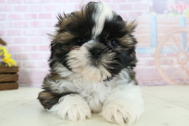 愛媛県のシーズー (Coo&RIKU大洲店/2025年12月5日生まれ/女の子/ゴールドホワイト)の子犬