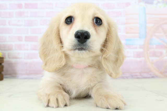 島根県のミニチュアダックスフンド(ロング) (Coo&RIKU出雲店/2025年12月6日生まれ/女の子/イエロー)の子犬の1枚目の画像