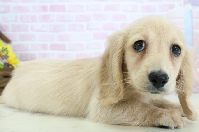 島根県のミニチュアダックスフンド(ロング) (Coo&RIKU出雲店/2025年12月6日生まれ/女の子/イエロー)の子犬の2枚目の画像