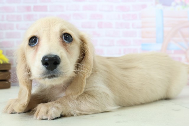 島根県のミニチュアダックスフンド(ロング) (Coo&RIKU出雲店/2025年12月6日生まれ/女の子/イエロー)の子犬の3枚目の画像