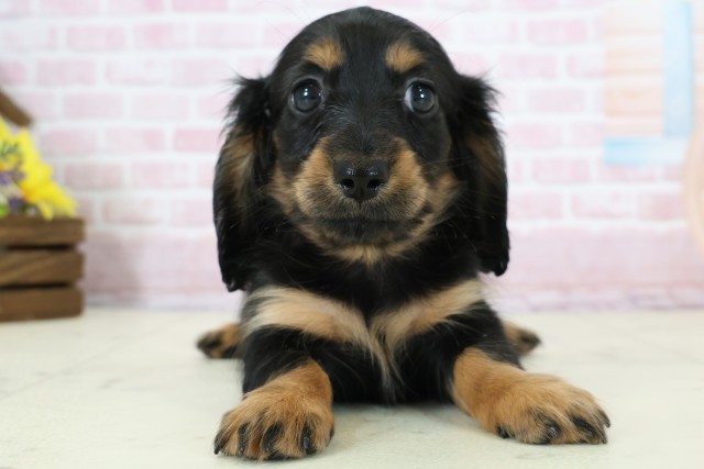 福岡県のミニチュアダックスフンド(ロング) (Coo&RIKU福岡西店/2025年12月6日生まれ/女の子/ブラックタン)の子犬の1枚目の画像
