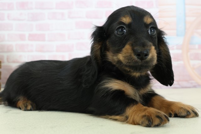 福岡県のミニチュアダックスフンド(ロング) (Coo&RIKU福岡西店/2025年12月6日生まれ/女の子/ブラックタン)の子犬の2枚目の画像