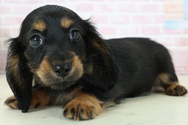 福岡県のミニチュアダックスフンド(ロング) (Coo&RIKU福岡西店/2025年12月6日生まれ/女の子/ブラックタン)の子犬の3枚目の画像