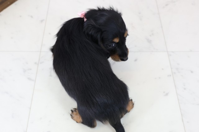 福岡県のミニチュアダックスフンド(ロング) (Coo&RIKU福岡西店/2025年12月6日生まれ/女の子/ブラックタン)の子犬の4枚目の画像