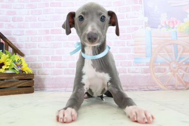 高知県のイタリアングレーハウンド (Coo&RIKU高知御座店/2025年12月6日生まれ/男の子/ブルーホワイト)の子犬