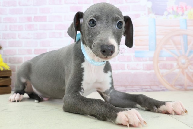 愛媛県のイタリアングレーハウンド (Coo&RIKU愛媛松山店/2025年12月6日生まれ/男の子/ブルーホワイト)の子犬の2枚目の画像