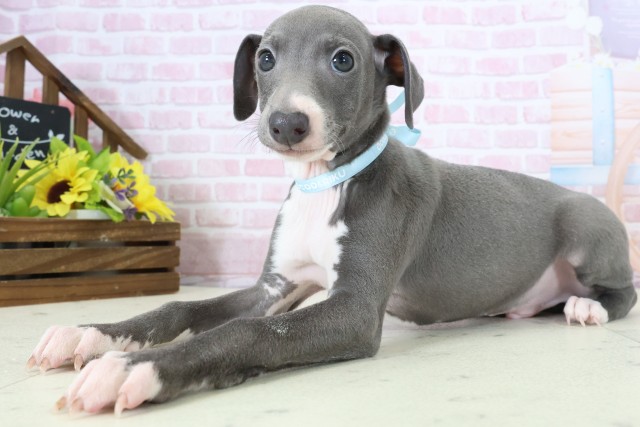 愛媛県のイタリアングレーハウンド (Coo&RIKU愛媛松山店/2025年12月6日生まれ/男の子/ブルーホワイト)の子犬の3枚目の画像