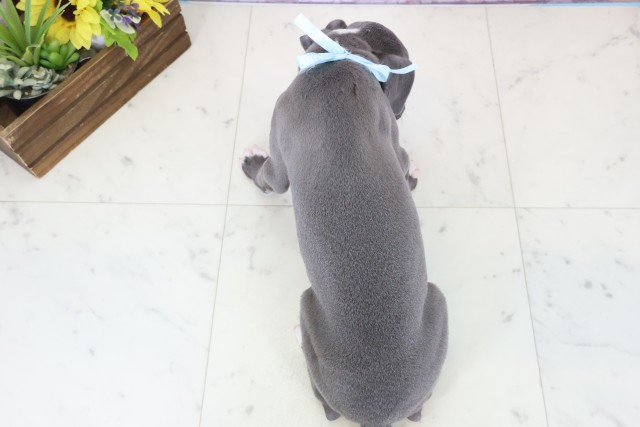 愛媛県のイタリアングレーハウンド (Coo&RIKU愛媛松山店/2025年12月6日生まれ/男の子/ブルーホワイト)の子犬の4枚目の画像