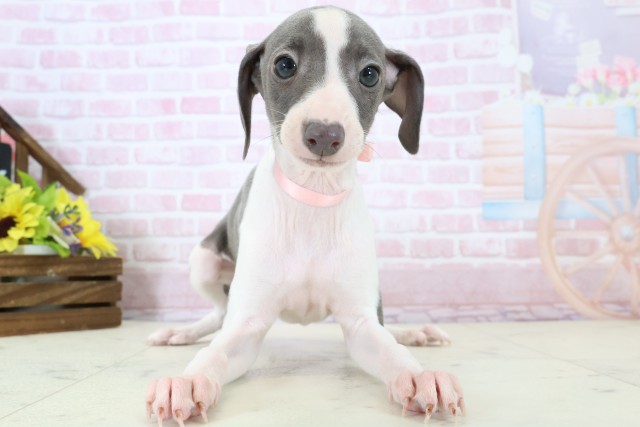 山口県のイタリアングレーハウンド (Coo&RIKUサンパークあじす店/2025年12月6日生まれ/女の子/ブルーホワイト)の子犬