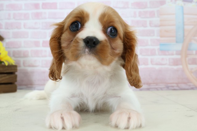 広島県のキャバリアキングチャールズスパニエル (Coo&RIKU東広島店/2025年12月6日生まれ/女の子/ブレンハイム)の子犬の1枚目の画像