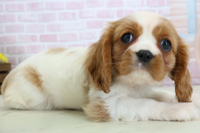 広島県のキャバリアキングチャールズスパニエル (Coo&RIKU東広島店/2025年12月6日生まれ/女の子/ブレンハイム)の子犬の2枚目の画像